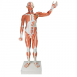 Life Size Male Muscular Figure Model_noscript