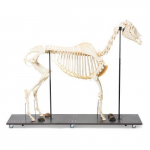 Horse Skeleton Model, Female, Specimen_noscript