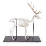 Red Deer Skeleton Model, Male, Articulated_noscript