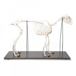Domestic Sheep Skeleton Model, Male, Specimen_noscript