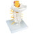 Additional image #3 for 3B Scientific 1000144
