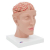 Additional image #1 for 3B Scientific 1017869