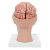 Additional image #2 for 3B Scientific 1017869