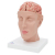 Additional image #3 for 3B Scientific 1017869
