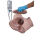 Additional image #2 for 3B Scientific 1020230