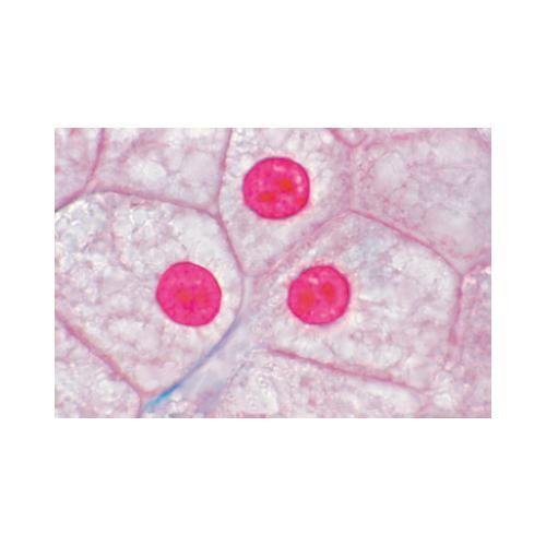 Order 1004051 by 3B Scientific German Slide "Series I. Cell, Tissue